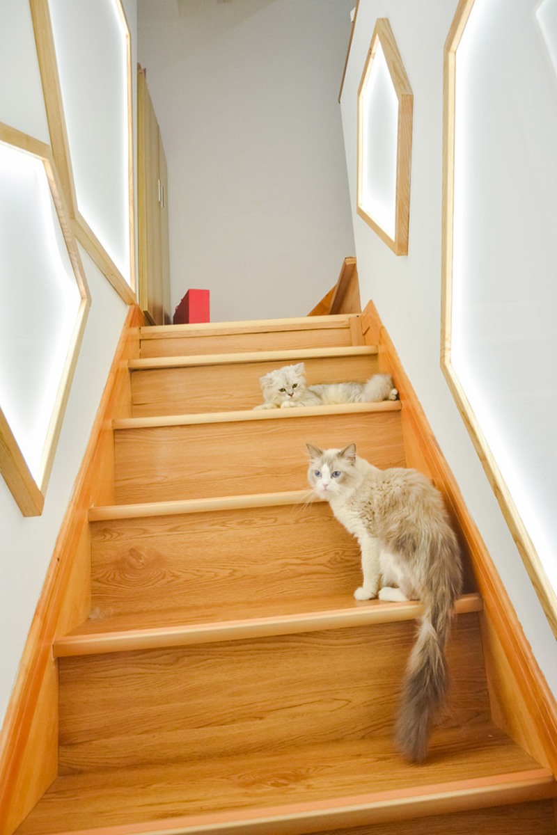 撸猫馆装修设计，打造一个与猫咪舒适玩耍的空间！