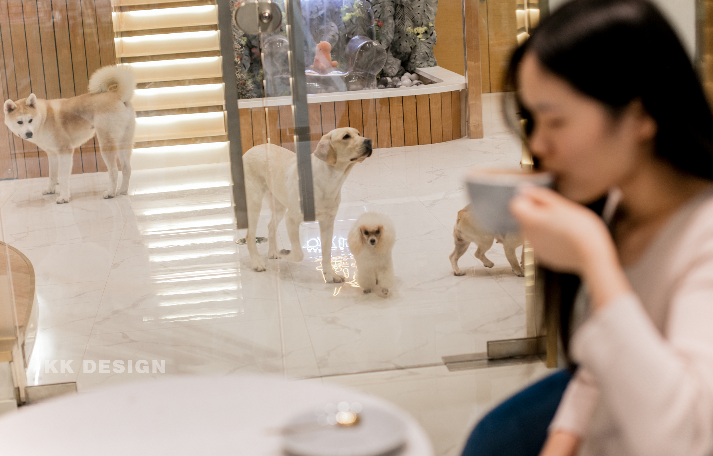 一杯拿铁咖啡，一边享受与狗狗们的互动。