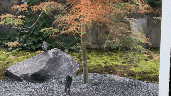 苔藓在灰黑色小石子的衬托下，更凸显出寂静的氛围感受。