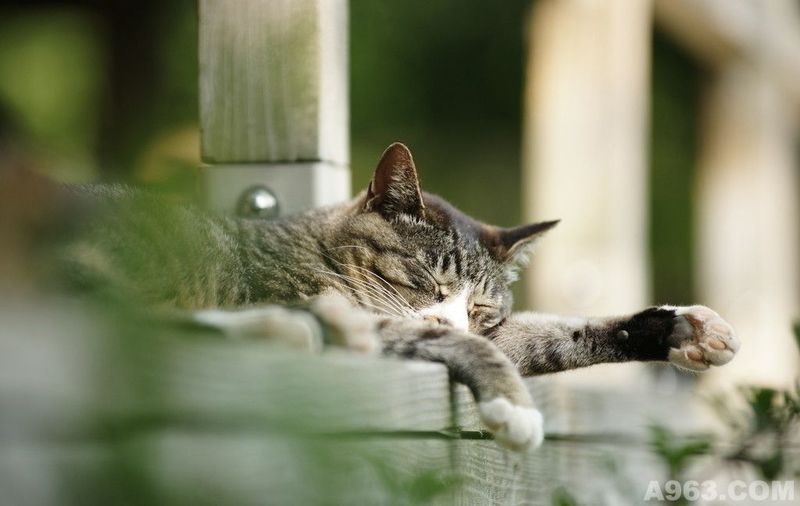 院落环境——睡猫
